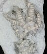 Pair Of Unusual Barycrinus Crinoids - Indiana #19995-1